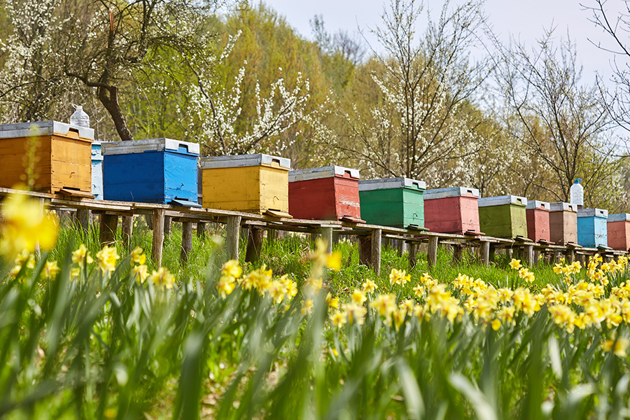 5 idées créatives pour décorer vos ruches
